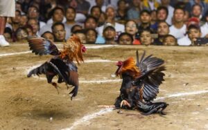 Đá gà HitClub Thomo cựa sắt trực tiếp